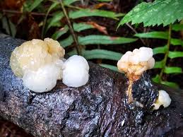 Attēlu rezultāti vaicājumam “Tremella encephala”