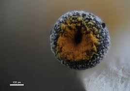 Attēlu rezultāti vaicājumam “Physarum viride spores”