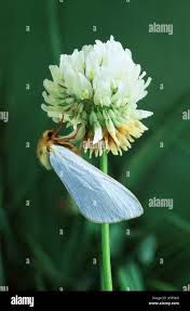 Attēlu rezultāti vaicājumam “Hepialus humuli male”