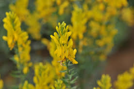 Image result for Genista tinctoria