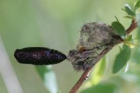 Attēlu rezultāti vaicājumam “Nymphalis pupa”