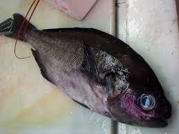 Image result for Schedophilus ovalis