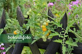 Attēlu rezultāti vaicājumam “Lycopersicon esculentum”
