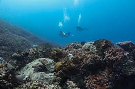 Image result for Seabug Divers