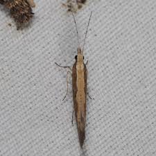 Attēlu rezultāti vaicājumam “Plutella xylostella”