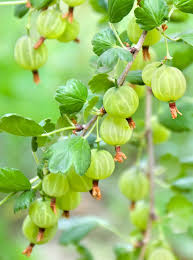 Attēlu rezultāti vaicājumam “Ribes uva-crispa fruit”