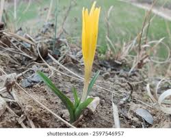 Attēlu rezultāti vaicājumam “Colchicum luteum flower”