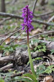 Attēlu rezultāti vaicājumam “Orchis mascula flower”
