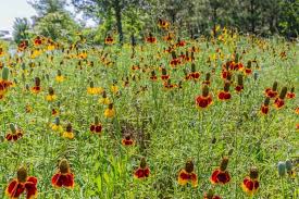 Image result for Ratibida columnifera