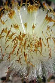 Attēlu rezultāti vaicājumam “Tussilago farfara bud”