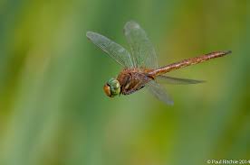 Attēlu rezultāti vaicājumam “Aeshna isoceles”