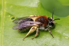 Attēlu rezultāti vaicājumam “Andrena haemorrhoa”