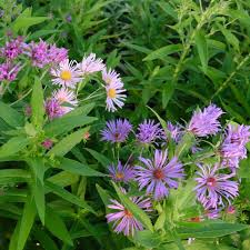 Image result for Aster novae-angliae