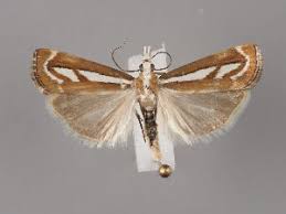 Attēlu rezultāti vaicājumam “Catoptria fulgidella”