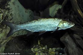 Image result for Aspius aspius