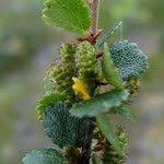 Attēlu rezultāti vaicājumam “Betula nana”