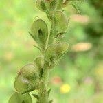 Attēlu rezultāti vaicājumam “Veronica officinalis fruit”