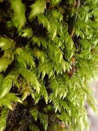 Attēlu rezultāti vaicājumam “Sciuro-hypnum reflexum”