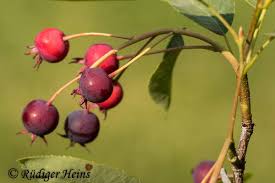 Image result for Rosengewächse