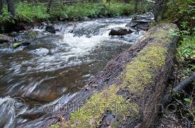 Attēlu rezultāti vaicājumam “Scapania apiculata”