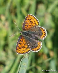 Attēlu rezultāti vaicājumam “Lycaena tityrus female”
