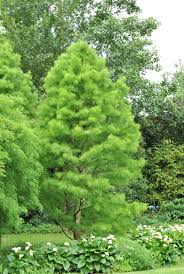 Attēlu rezultāti vaicājumam “Taxodium distichum”