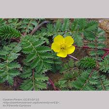 Attēlu rezultāti vaicājumam “Potentilla arenaria leaf”