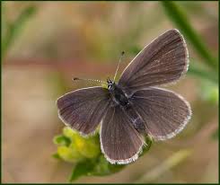 Attēlu rezultāti vaicājumam “Cupido minimus underside”