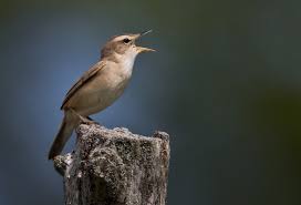 Image result for Acrocephalus aedon