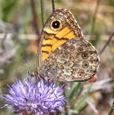Attēlu rezultāti vaicājumam “Lasiommata megera underside”