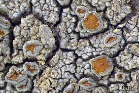 Attēlu rezultāti vaicājumam “Caloplaca scopularis”