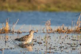 Attēlu rezultāti vaicājumam “Philomachus pugnax”