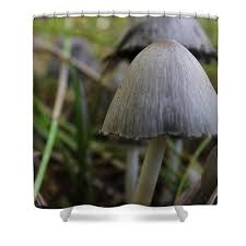 Attēlu rezultāti vaicājumam “Coprinus atramentarius”