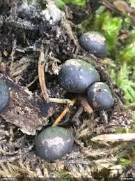 Attēlu rezultāti vaicājumam “Lycogala paraconfusum”