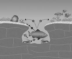 Image result for Epinephelus morio