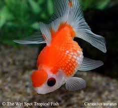 Attēlu rezultāti vaicājumam “Carassius auratus”