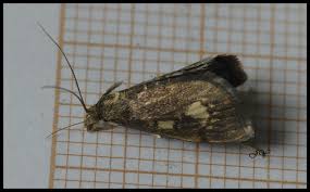 Attēlu rezultāti vaicājumam “Anania stachydalis”