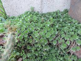 Attēlu rezultāti vaicājumam “Phedimus spurius leaf”