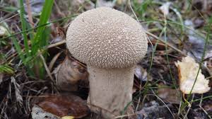 Attēlu rezultāti vaicājumam “Calvatia excipuliformis”