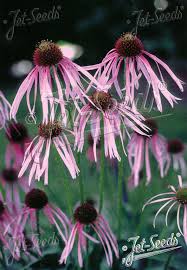 Image result for Echinacea pallida