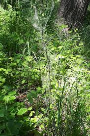 Attēlu rezultāti vaicājumam “Yponomeuta malinellus / cagnagella imago”