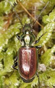 Attēlu rezultāti vaicājumam “Pterostichus niger”