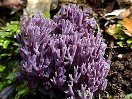 Attēlu rezultāti vaicājumam “Clavaria zollingeri”