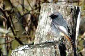 Attēlu rezultāti vaicājumam “Phoenicurus ochruros”