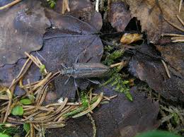 Attēlu rezultāti vaicājumam “Oxymirus cursor”