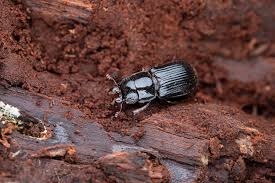 Attēlu rezultāti vaicājumam “Ceruchus chrysomelinus larva”