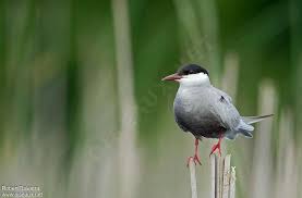 Attēlu rezultāti vaicājumam “Chlidonias hybrida”