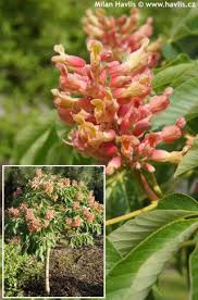 Attēlu rezultāti vaicājumam “Aesculus x hybrida leaf”