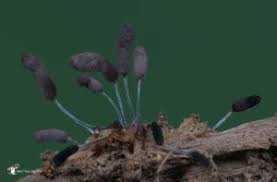 Attēlu rezultāti vaicājumam “Stemonitopsis gracilis”