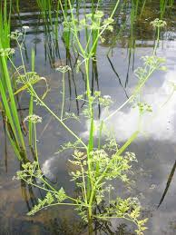 Attēlu rezultāti vaicājumam “Oenanthe aquatica”
